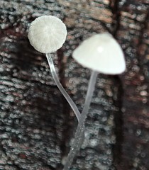 Mycena pitereka