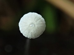 Mycena pitereka