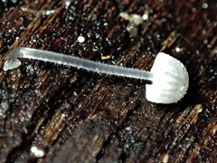 Mycena pitereka