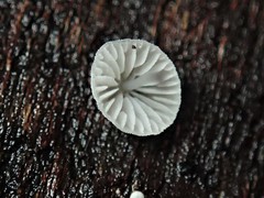 Mycena pitereka