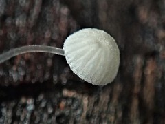 Mycena pitereka