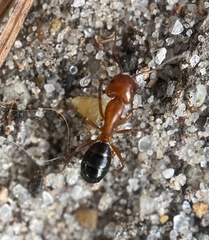 Camponotus decipiens