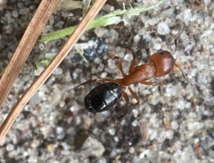 Camponotus decipiens