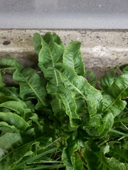 Beta vulgaris