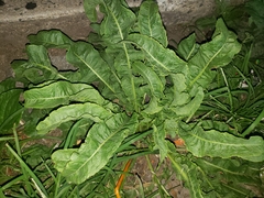 Beta vulgaris