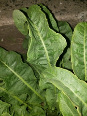 Beta vulgaris