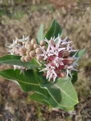 Asclepias speciosa
