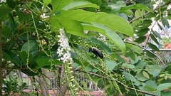 Xylocopa phalothorax