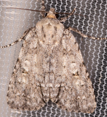 Acronicta immodica