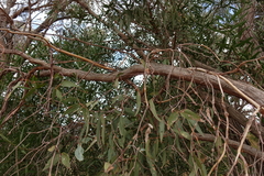 Eucalyptus cephalocarpa