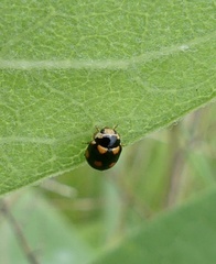 Brachiacantha decempustulata