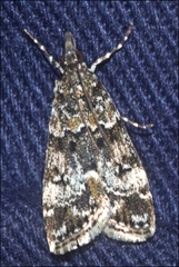 Eudonia protorthra