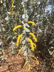 Acacia mountfordiae