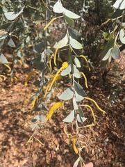 Acacia mountfordiae