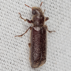 Melalgus plicatus
