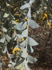 Acacia mountfordiae