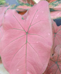 Caladium