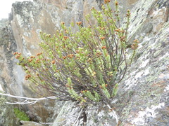 Veronica buchananii