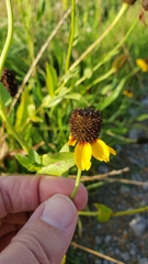 Rudbeckia amplexicaulis