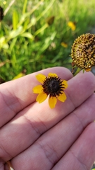Rudbeckia amplexicaulis