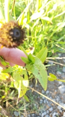Rudbeckia amplexicaulis