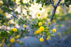 Acacia maitlandii