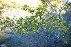 Acacia maitlandii