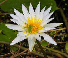 Nymphaea elegans