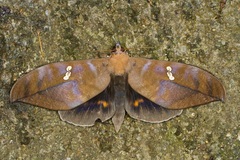 Phyllodes staudingeri