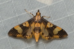 Orphanostigma angustale