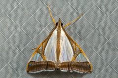Agrioglypta eurytusalis