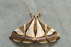 Agrioglypta