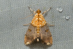 Agrotera