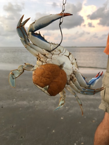 photo of Atlantic Blue Crab (Callinectes sapidus)