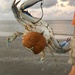 photo of Atlantic Blue Crab (Callinectes sapidus)