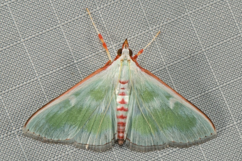 Arthroschista