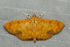 Pyrausta ochracealis