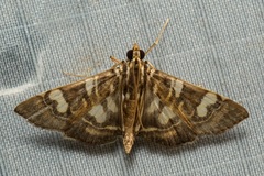 Chabula