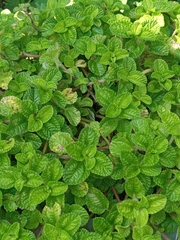 Magnoliopsida