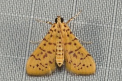 Conogethes