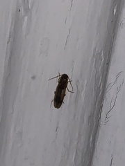 Conoderus vespertinus