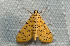 Conogethes