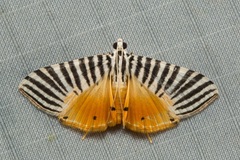 Dichocrocis zebralis