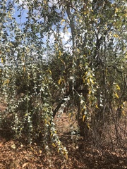 Acacia mountfordiae