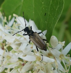 Brachyleptura circumdata