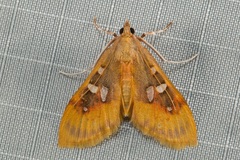 Sameodes pictalis