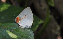 Iaspis andersoni