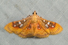 Sameodes pictalis