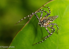 Hamadruas hieroglyphica