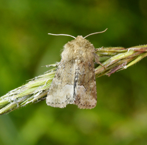 Middle-barred Minor